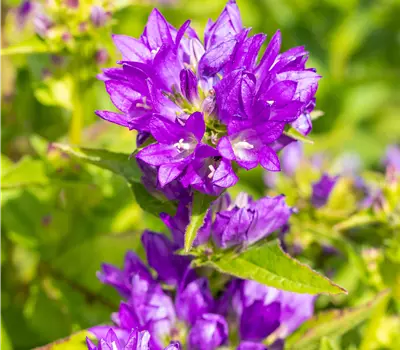 Campanula glomerata 'Acaulis'