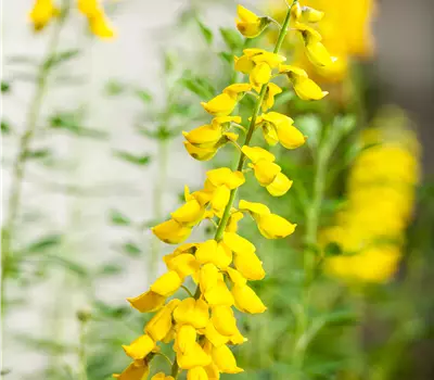 Cytisus nigricans 'Cyni'