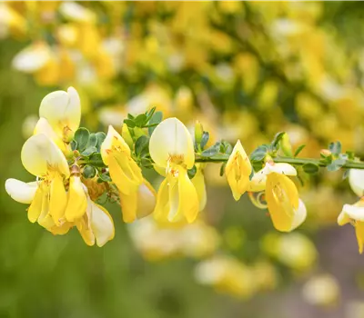 Cytisus praecox (x) 'Allgold'