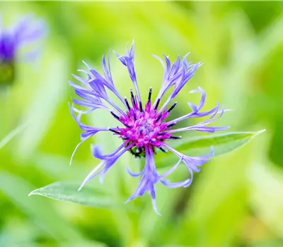 Centaurea montana
