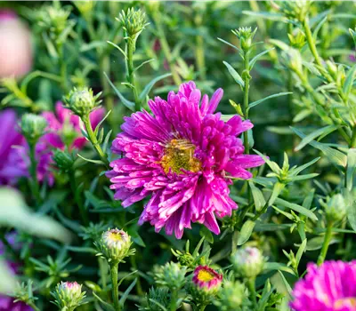 Aster (Dumosus-Gruppe) 'Jenny'
