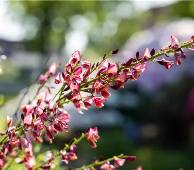 Cytisus praecox (x) 'Hollandia'