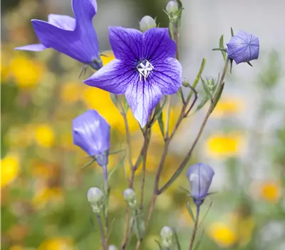 Campanula persicifolia