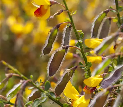Cytisus scoparius (X) 'Andreanus Splendens'