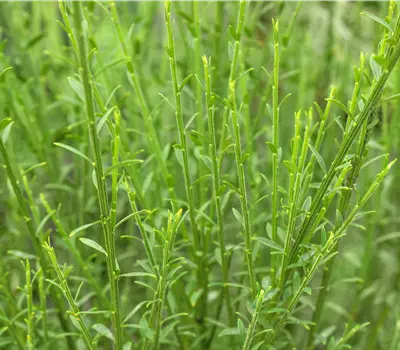 Cytisus scoparius (x) 'Lena'
