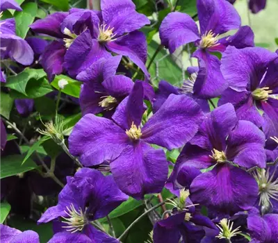 Clematis (Jackmanii) 'Jackmanii Superba'