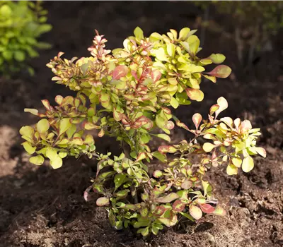 Berberis thunbergii