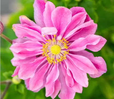Anemone hybrida (x) 'Pamina'
