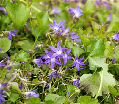 Campanula poscharskyana 'Stella'
