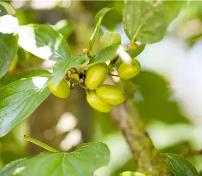 Cornus mas 'Jolico'