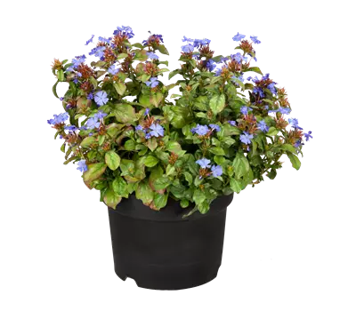 Ceratostigma plumbaginoides