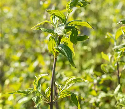 Cornus mas 'Schönbrunner Gourmet Dirndl'