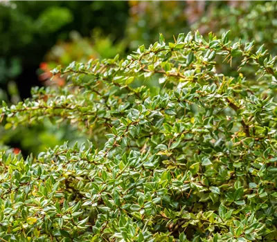 Berberis verruculosa