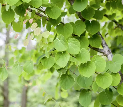 Cercidiphyllum japonicum