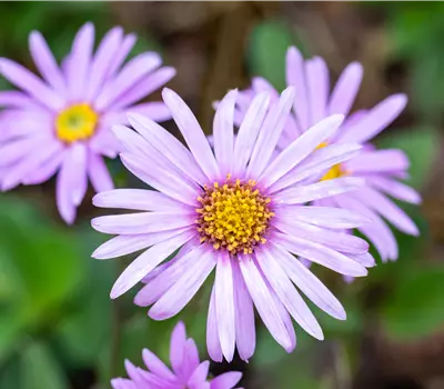 Aster amellus 'Rosa Erfüllung'