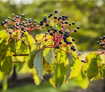 Cornus sanguinea