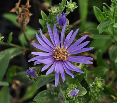 Aster amellus 'Rudolf Goethe'