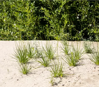Anthericum liliago