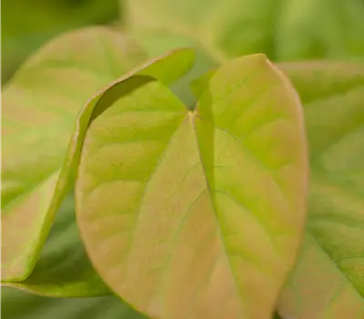 Cercis chinensis 'Avondale'
