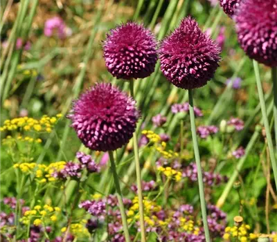 Allium sphaerocephalon