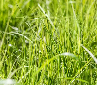 Carex grayi