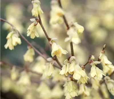 Corylopsis pauciflora