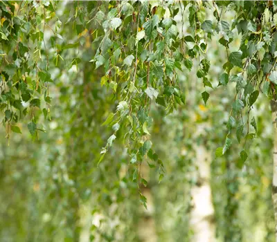 Betula utilis 'Doorenbos'