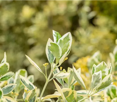Euonymus japonicus 'Bravo'