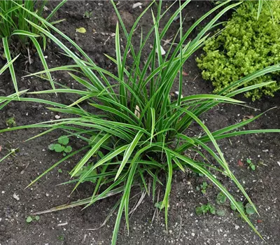 Carex morrowii 'Variegata'