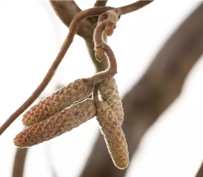 Corylus avellana 'Contorta'