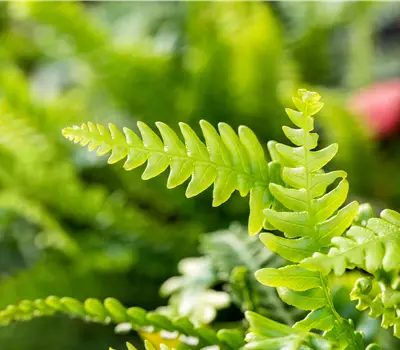 Blechnum spicant