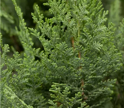 Chamaecyparis lawsoniana 'Columnaris'