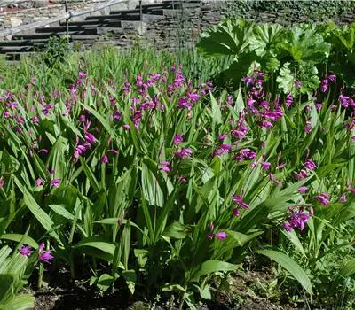 Bletilla striata
