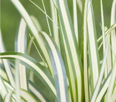 Carex oshimensis 'Evergold'