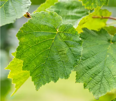 Corylus colurna
