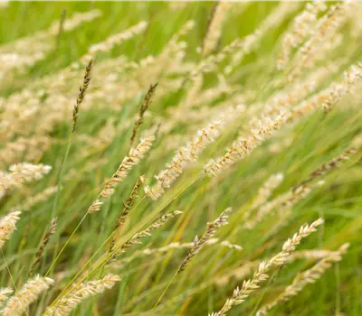 Bouteloua gracilis