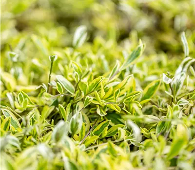 Arabis ferdinandi-coburgii 'Old Gold'