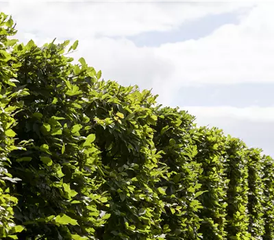 Carpinus betulus 'Frans Fontaine'