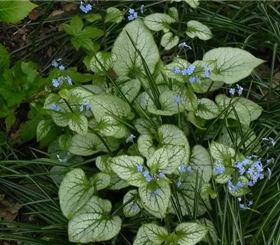 Brunnera macrophylla 'Jack Frost'