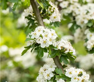 Crataegus laevigata