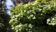 Ginkgobaum