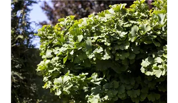 Ginkgobaum