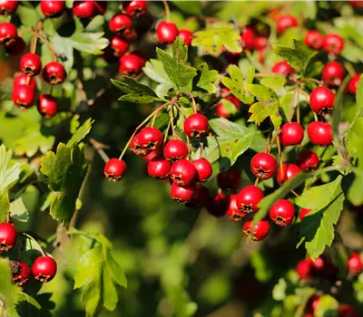 Crataegus monogyna