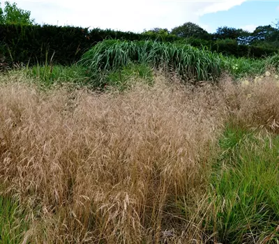 Deschampsia cespitosa 'Goldschleier'
