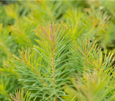Euphorbia cyparissias 'Clarice Howard'