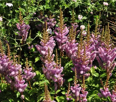 Astilbe chinensis 'Pumila'