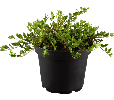Arctostaphylos uva-ursi