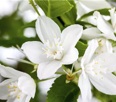 Deutzia gracilis