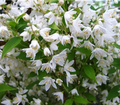 Deutzia gracilis 'Nikko'