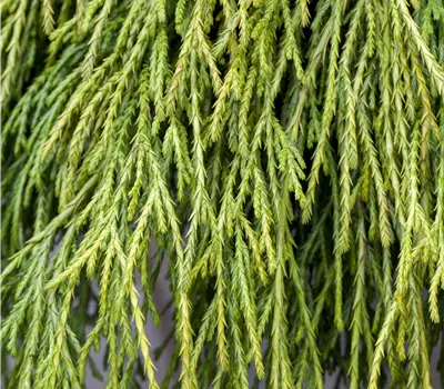 Chamaecyparis pisifera 'Sungold'